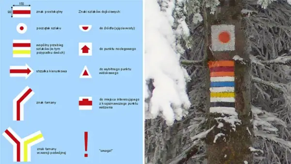 Kolorowe znaki szlaków turystycznych namalowane na drzewie w zimowej scenerii.